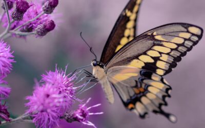 Living with Bipolar II in a COVID-19 World